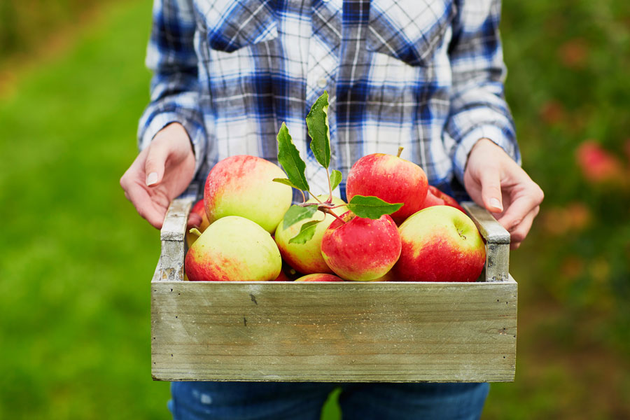 fresh-apples